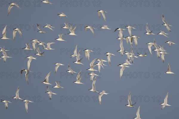 Sandwich tern (Thalasseus sandvicensis) adult birds flying in a flock in spring, RSPB Minsmere nature reserve, Suffolk, England, United Kingdom