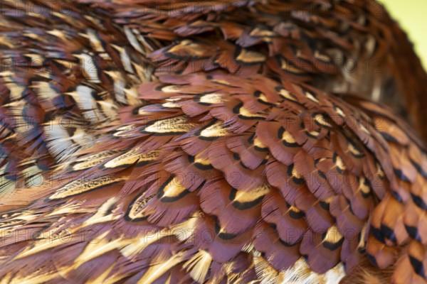 Common pheasant (Phasianus colchicus) adult male game bird close up of its feathers, England, United Kingdom