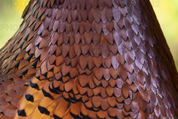 Common pheasant (Phasianus colchicus) adult male game bird close up of its neck feathers, England, United Kingdom