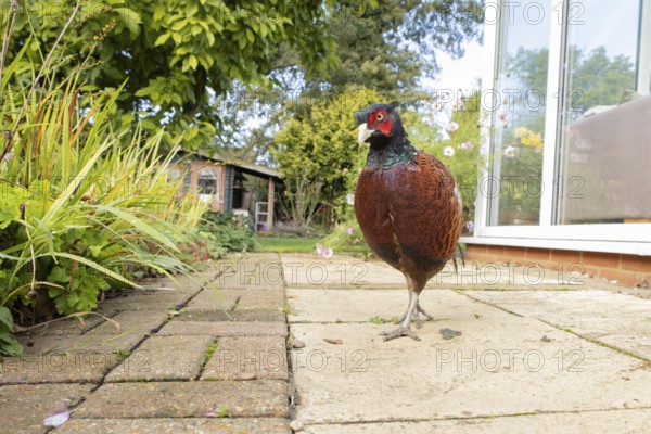 Common pheasant (Phasianus colchicus) adult male game bird on a garden patio in summer, England, United Kingdom
