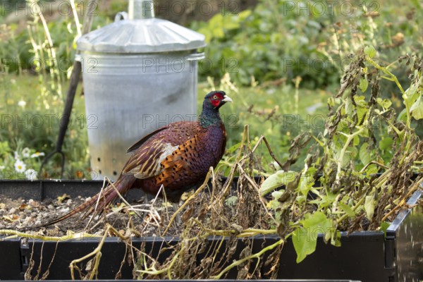 Common pheasant (Phasianus colchicus) adult male game bird on a garden raised bed in summer, England, United Kingdom