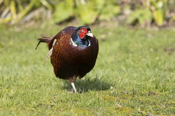 Common pheasant (Phasianus colchicus) adult male game bird on a garden grass lawn in spring, England, United Kingdom