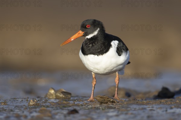 Eurasian oystercatcher (Haematopus ostralegus) adult wading bird on a coastline, Norfolk, England, United Kingdom