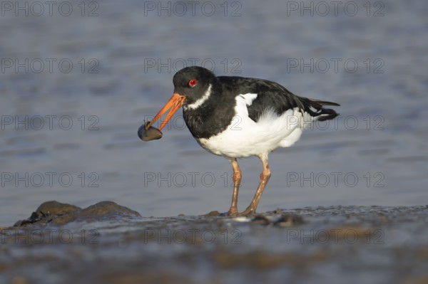 Eurasian oystercatcher (Haematopus ostralegus) adult wading bird carrying a mussel shell in its beak on a coastline, Norfolk, England, United Kingdom
