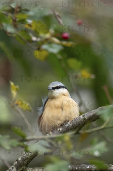 Eurasian nuthatch (Sitta europaea) adult bird on a tree branch in autumn, England, United Kingdom