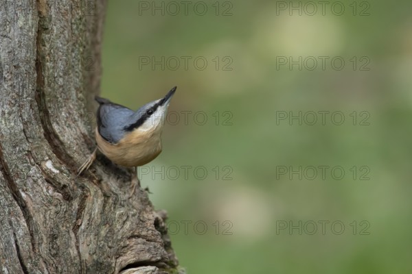 Eurasian nuthatch (Sitta europaea) adult bird on a tree trunk in autumn, England, United Kingdom