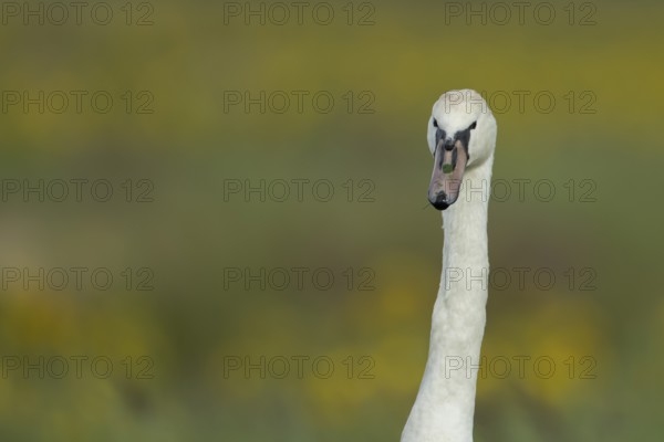 Mute swan (Cygnus olor) adult bird head portrait, England, United Kingdom