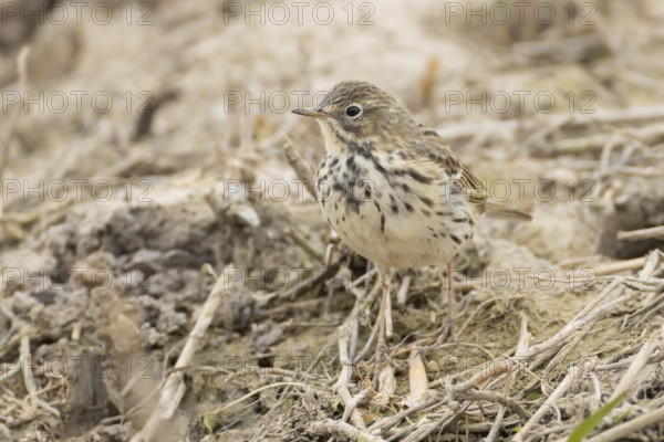 Meadow pipit (Anthus pratensis) adult bird on soil, England, United Kingdom