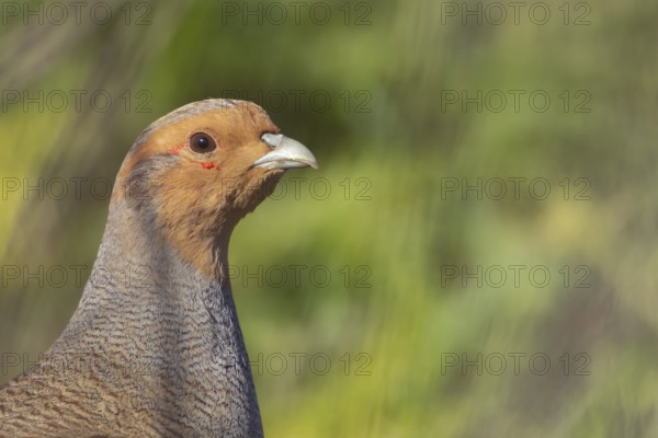 Grey or Gray or English partridge (Perdix perdix) adult game bird head portrait, England, United Kingdom