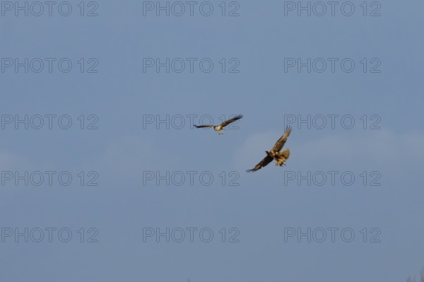 Marsh harrier (Circus aeruginosus) adult male and female birds flying in spring, RSPB Minsmere nature reserve, Suffolk, England, United Kingdom