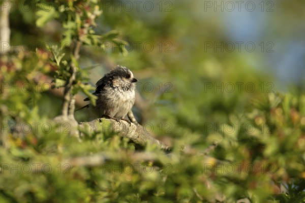 Long tailed tit (Aegithalos caudatus) adult bird sleeping in a hedgerow in summer, England, United Kingdom