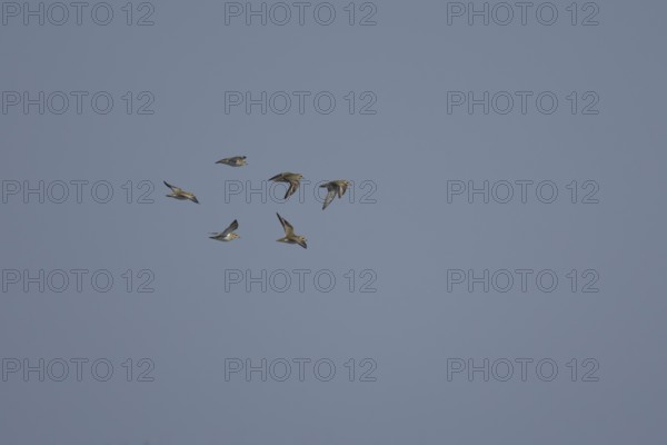 Golden plover (Pluvialis apricaria) six adult wading birds flying in a flock, England, United Kingdom