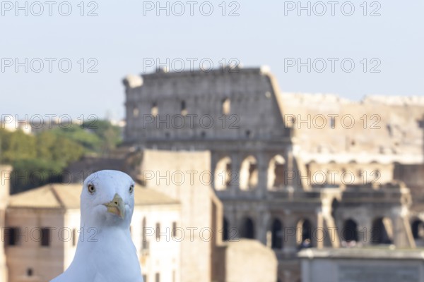 Yellow-legged gull (Larus michahellis) adult bird head portrait photo bombing with The Colosseum in the background, Rome, Italy