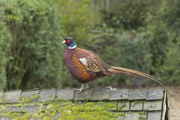 Common pheasant (Phasianus colchicus) adult male game bird on a garden shed roof, England, United Kingdom
