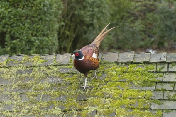 Common pheasant (Phasianus colchicus) adult male game bird walking on a garden shed roof, England, United Kingdom