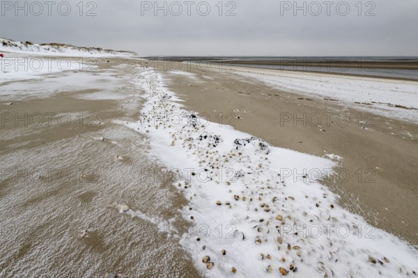 North Sea beach with cockles (Cerastoderma edule) in the snow, Langeoog, Lower Saxony, Germany