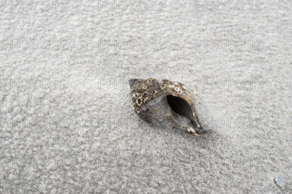 Shell of the whelk (Buccinum undatum) on a snowy North Sea beach, Langeoog, Lower Saxony, Germany