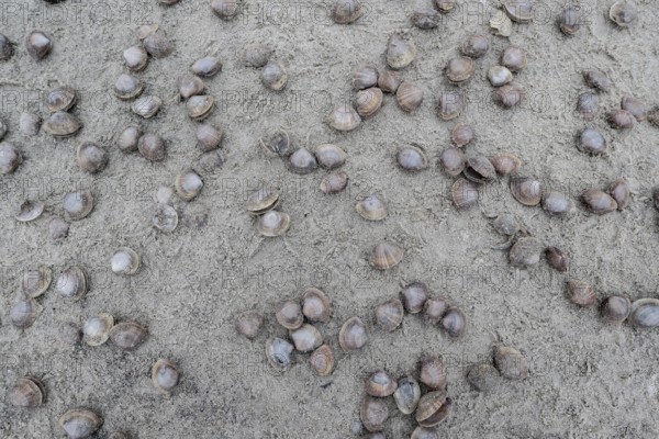 Large pepper mussels (Scrobicularia plana) on the beach, Langeoog, Lower Saxony, Germany