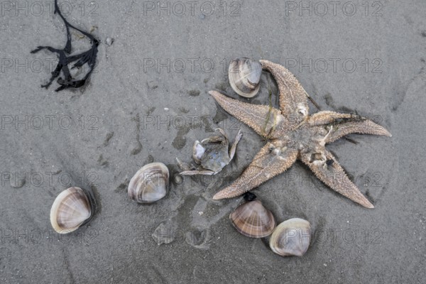 Large pepper mussels (Scrobicularia plana) and Common Starfish (Asteria rubens) on the beach, Langeoog, Lower Saxony, Germany