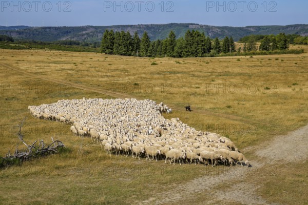 Schleiden, North Rhine-Westphalia, Germany — Eifel National Park. Herds of sheep on the Dreiborn Plateau, a large area of forest and open land in the Rureifel and part of the Eifel National Park