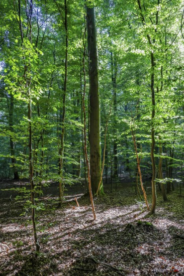 Eifel National Park, Laubwald, Schleiden, North Rhine-Westphalia, Germany