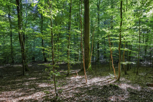 Eifel National Park, Laubwald, Schleiden, North Rhine-Westphalia, Germany
