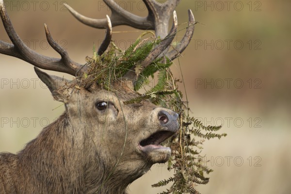 Red deer (Cervus elaphus) adult male stag animal roaring during the annual rut season in autumn, England, United Kingdom
