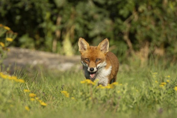 Red fox (Vulpes vulpes) adult animal amongst wildflowers in countryside grassland in summer, England, United Kingdom