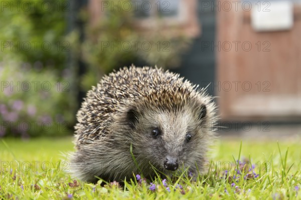 European hedgehog (Erinaceus europaeus) adult animal on a garden grass lawn in summer, England, United Kingdom