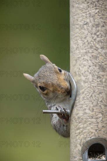Grey squirrel (Sciurus carolinensis) adult animal eating sunflower seed hearts from a garden bird feeder, England, United Kingdom