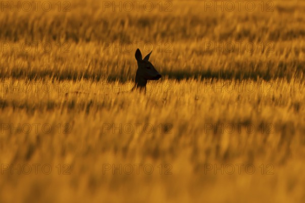 Roe deer (Capreolus capreolus) silhouette of an adult female doe animal in a farmland cereal field at sunset in summer, England, United Kingdom