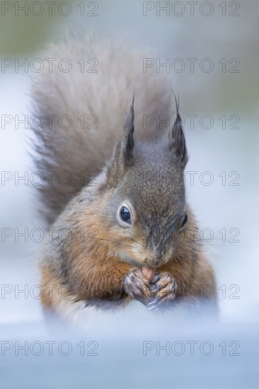 Red squirrel (Sciurus vulgaris) adult animal eating a nut in snow in winter, Yorkshire, England, United Kingdom