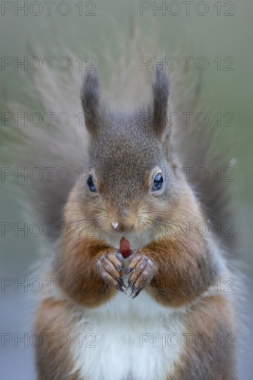 Red squirrel (Sciurus vulgaris) adult animal eating a nut in winter, Yorkshire, England, United Kingdom