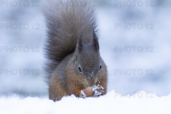 Red squirrel (Sciurus vulgaris) adult animal eating a hazel nut in snow in winter, Yorkshire, England, United Kingdom