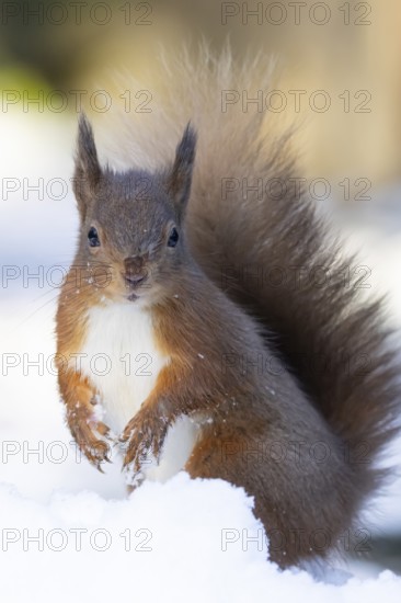 Red squirrel (Sciurus vulgaris) adult animal in snow in winter, Yorkshire, England, United Kingdom