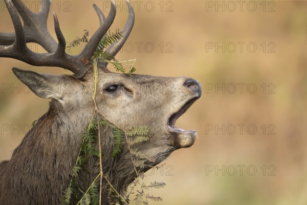 Red deer (Cervus elaphus) adult male stag animal roaring during the rutting season in autumn, England, United Kingdom