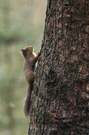 Red squirrel (Sciurus vulgaris) adult animal on a tree trunk in a woodland in winter, Yorkshire, England, United Kingdom