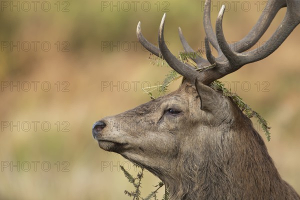 Red deer (Cervus elaphus) adult male stag animal with bracken on its antlers during the rutting season in autumn, England, United Kingdom