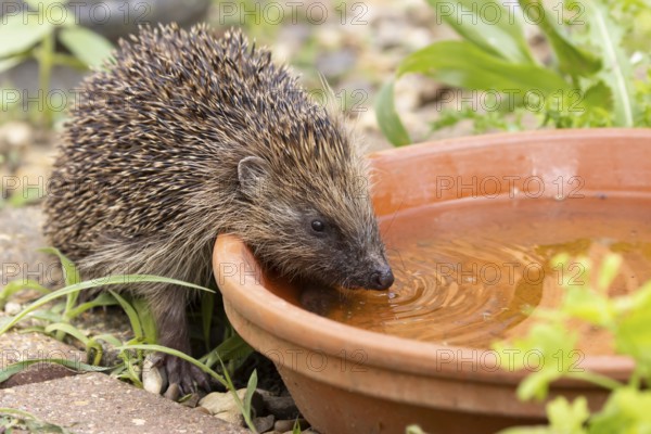 European hedgehog (Erinaceus europaeus) adult animal drinking water from a ground level plant pot saucer in summer, England, United Kingdom
