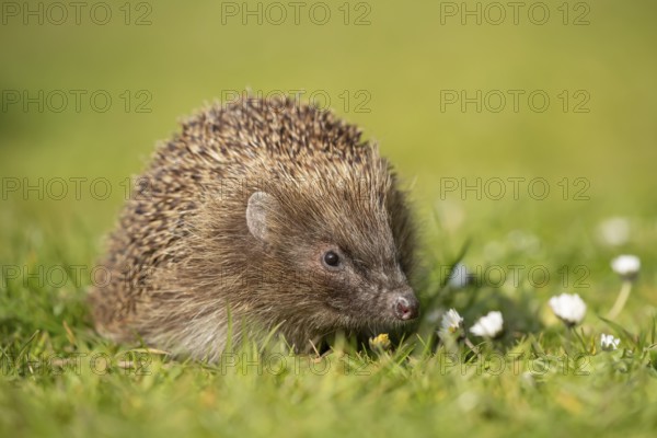 European hedgehog (Erinaceus europaeus) adult animal on a garden grass lawn with daisy flowers in spring, England, United Kingdom