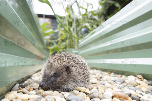 European hedgehog (Erinaceus europaeus) adult animal on a garden shingle path between two raised beds in summer, England, United Kingdom