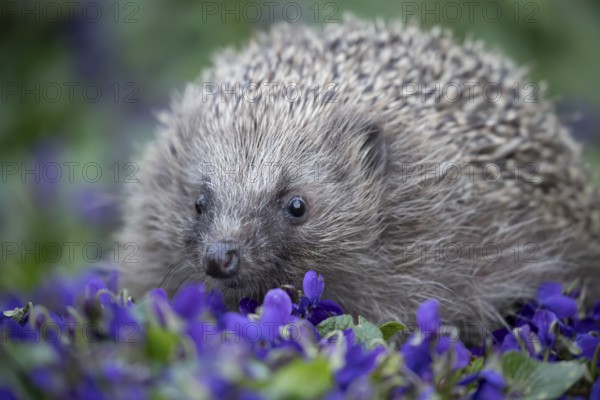 European hedgehog (Erinaceus europaeus) adult animal on a garden border with blue Violet flowers in spring, England, United Kingdom