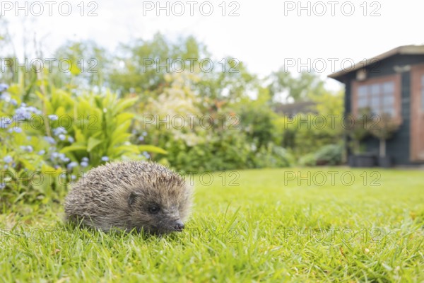 European hedgehog (Erinaceus europaeus) adult animal on a garden grass lawn in spring, England, United Kingdom
