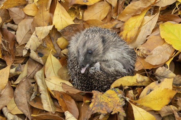 European hedgehog (Erinaceus europaeus) adult animal self-anointing or salivating curled in a ball for hibernation on fallen autumn colour leaves, England, United Kingdom