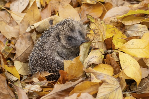 European hedgehog (Erinaceus europaeus) adult animal on fallen autumn colour leaves, England, United Kingdom