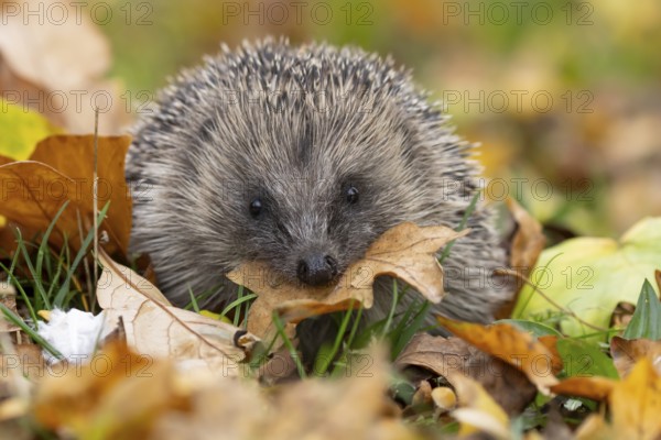 European hedgehog (Erinaceus europaeus) adult animal in a garden carrying a leaf in its mouth for bedding material for hibernation in the autumn, England, United Kingdom