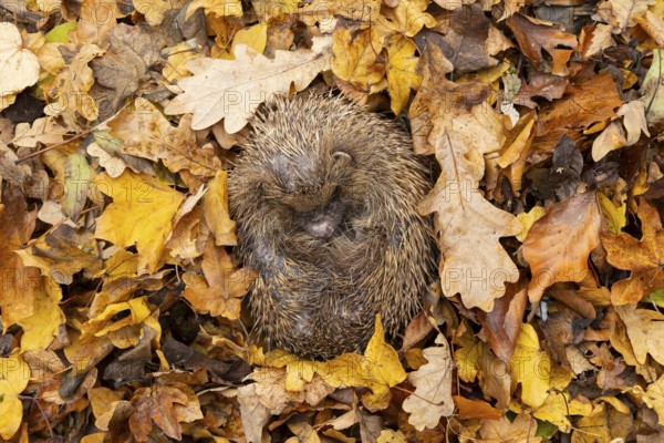 European hedgehog (Erinaceus europaeus) adult animal during hibernation sleeping on a pile of fallen autumn colour leaves, England, United Kingdom