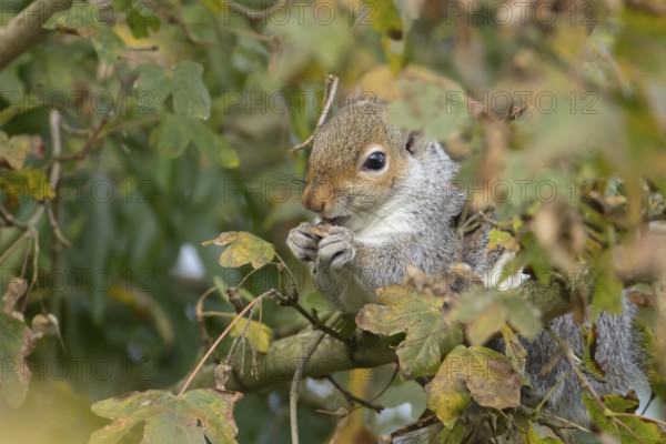 Grey squirrel (Sciurus carolinensis) adult animal feeding on Field maple tree seeds on a branch in autumn, England, United Kingdom