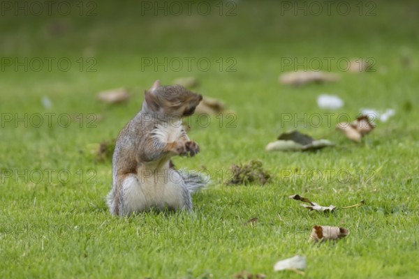 Grey squirrel (Sciurus carolinensis) adult animal shaking its head on a garden grass lawn in autumn, England, United Kingdom
