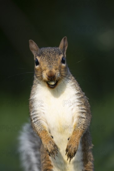 Grey squirrel (Sciurus carolinensis) adult animal with a hazel nut in its mouth in autumn, England, United Kingdom